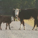 Cows