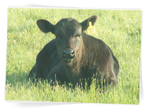 happy cow
